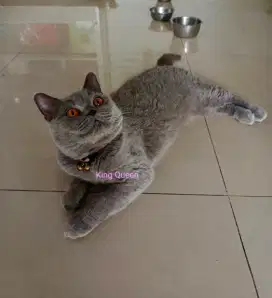 Kucing British Shorthair BSH Blue Solid Betina 20 bulan Proven Ped ICA