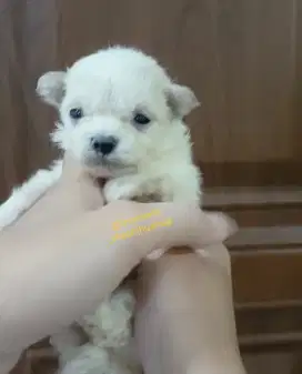 Anakan bichon mix pom