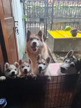 JUAL ANAKKAN HUSKY