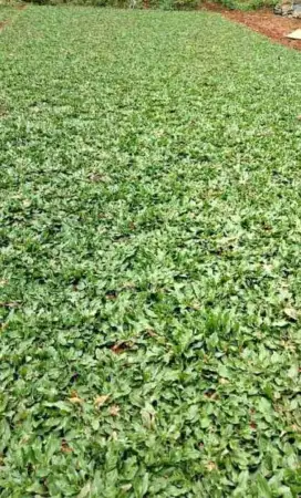 Rumput gajah mini