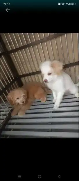 Dogy groming pangilan