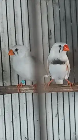 Burung zebra finch