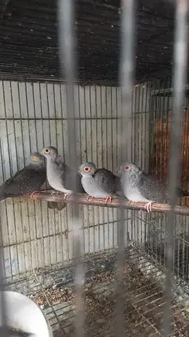 Burung perkutut mutiara