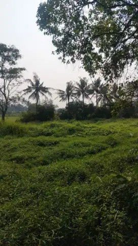 Jual Tanah Balaraja 1.5M 3000m2