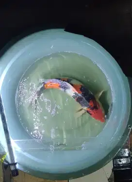 JUAL IKAN KOI PRIBADI