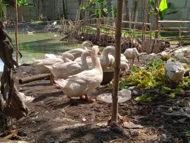 ANGSA ATAU SOANG DAN BEBEK AYAM ITIK DLL