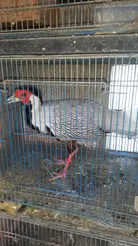 Ayam silver physant jabtan