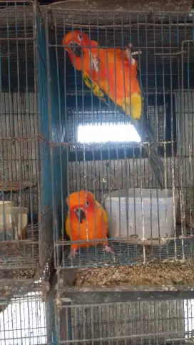 Burung sun conure