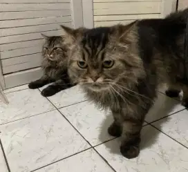 groming kucing panggilan