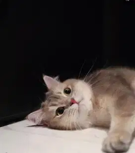 groming kucing panggilan