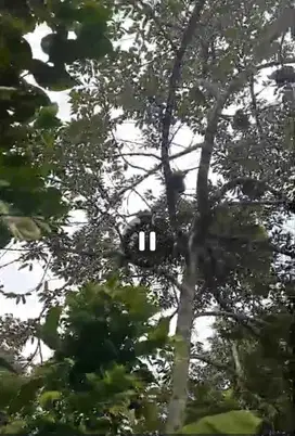 Dijual tanah kebun durian subur murah Wonosalam, Jombang