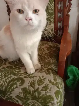 KUCING PERSIA MIK MAENEECONE