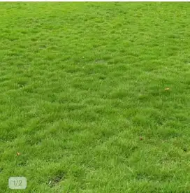 Rumput Jepang super