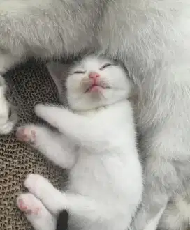 grooming kucing panggilan