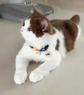 grooming kucing panggilan