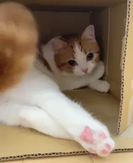 grooming kucing panggilan