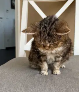 grooming kucing panggilan