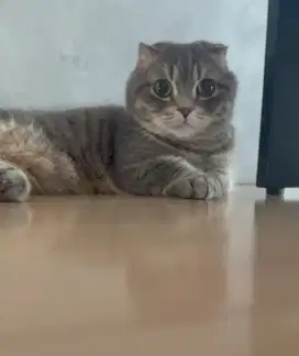 grooming kucing panggilan