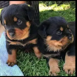 DIJUAL ANAK ANJING ROTTWEILER