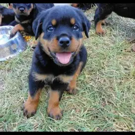 DIJUAL ANAK ANJING ROTTWEILER