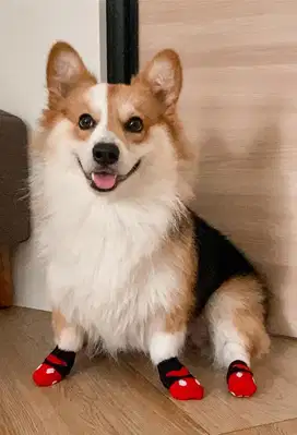 Jual Pejantan Corgi Long Hair STAMBUM