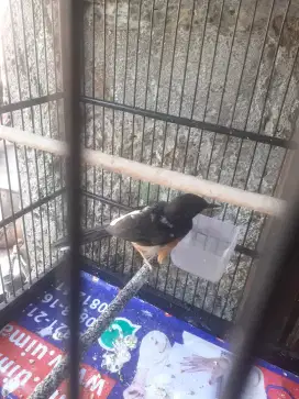 Jual burung muray jantan blorok ring solo raya fb