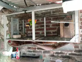 Sepasang burung Lovebird beserta kandang koloni cukup besar