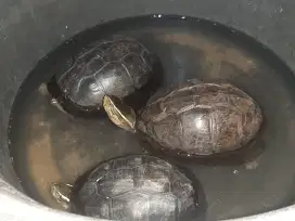 Kura ambon dewasa