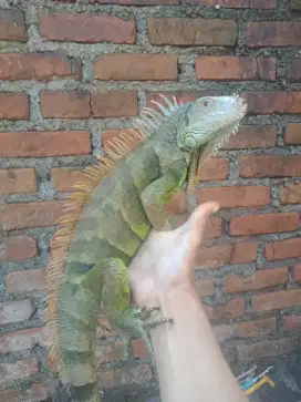 IGUANA GREEN JANTAN