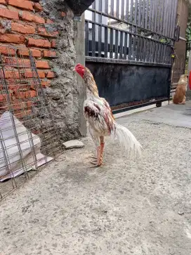 Ayam Bangkok Brumbun birma magon pakhoy