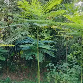 Pohon solobium / pakis brazil