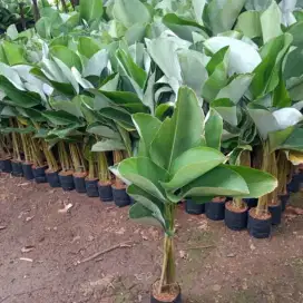 Jual tanaman hias pohon pisang kalateh