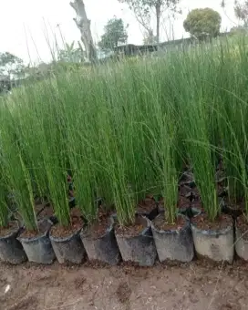 Jual pohon bambu air