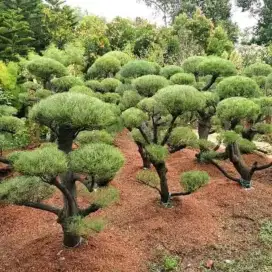 Jual pohon bonsai Cemara udang
