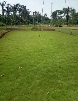 Jual rumput peking