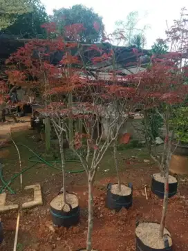 Pohon red maple