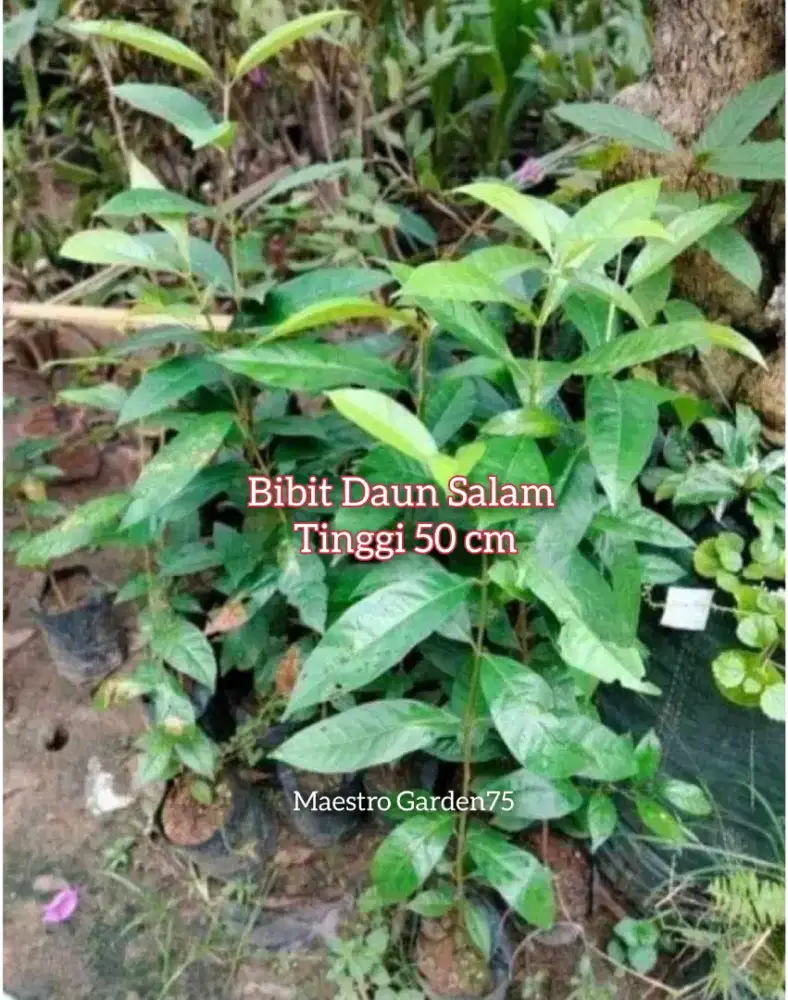 Bibit Daun Salam Tinggi 50 cm
