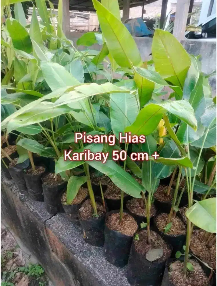 Pisang Karibay Tinggi 50 cm