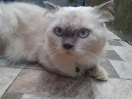 Kucing persia Jantan umur 1.5 tahun