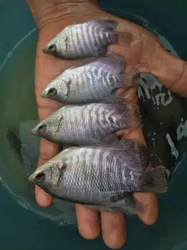 BIBIT IKAN GURAME BERKUALITAS