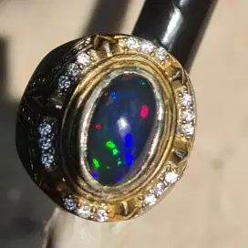 NEGO Black Opal Jarong Warna Indah Ukuran Besar Sedang Bagus Murah