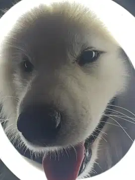 Samoyed Pejantan (OPEN STUD)