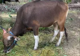 kredit sapi qurban 3 jt/bln 7x sapi bali kupang 260 to 270kiloan puas