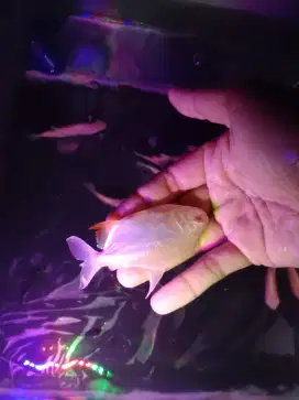 Bawal pacu albino