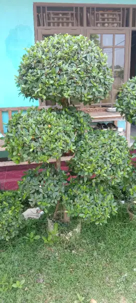 Bonsai Beringin Korea 2 meter