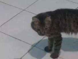 Kucing anggora warna hitam