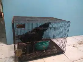 Kandang ayam cemani