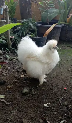 Ayam American silkie