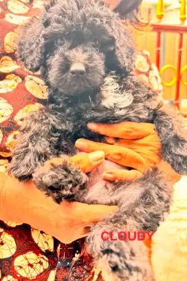 Ready Toy poodle silver