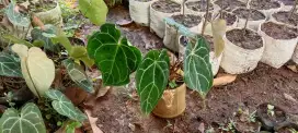 Pohon Kuping Gajah